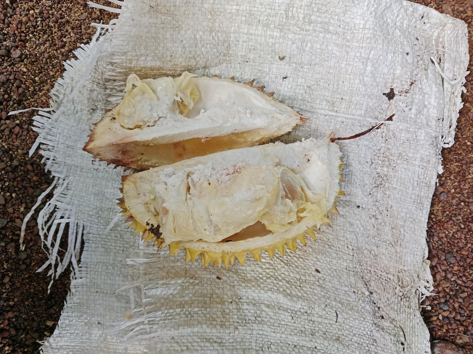 Il durian aperto: gli spicchi color crema sono la parte che si mangia.