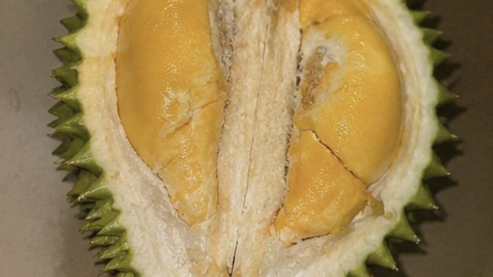 Durian aperto: la polpa giallo-crema è la parte che si mangia.