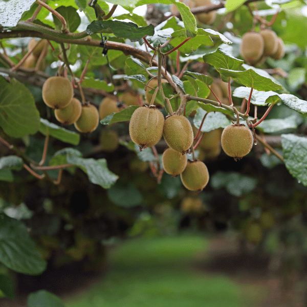 Kiwi sulla pianta