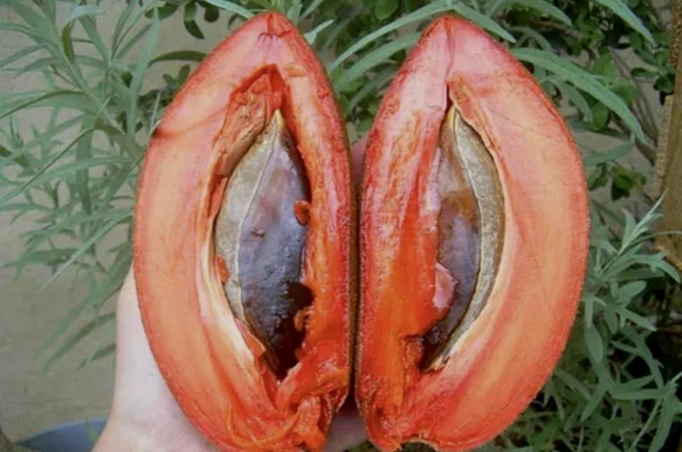 Sapote aperto, con polpa rossa e un grande seme